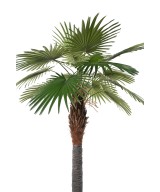Artificial Camerus Palm Tree (Fan Palm)