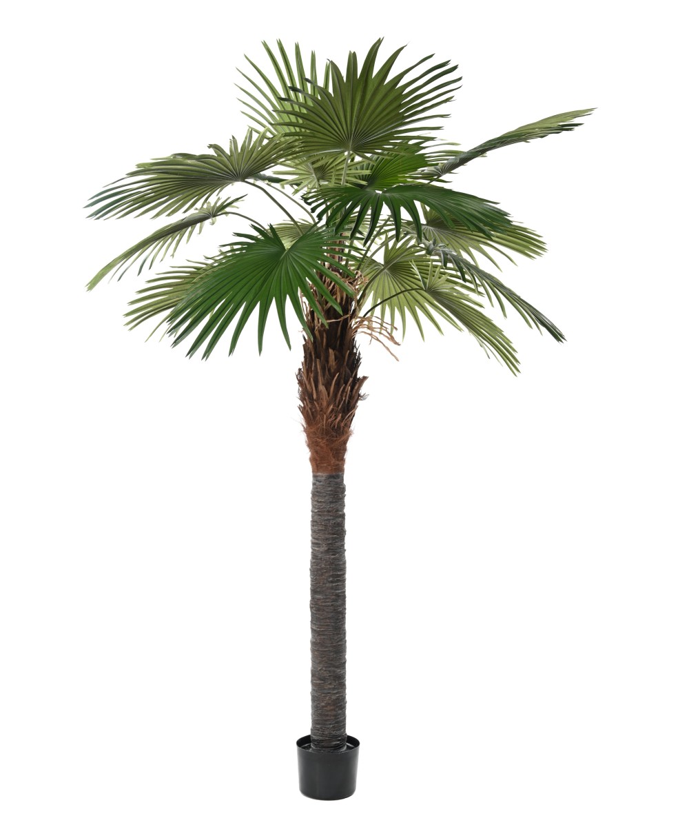 Kunstlik Camerus palmipuu (lehvikpalm)