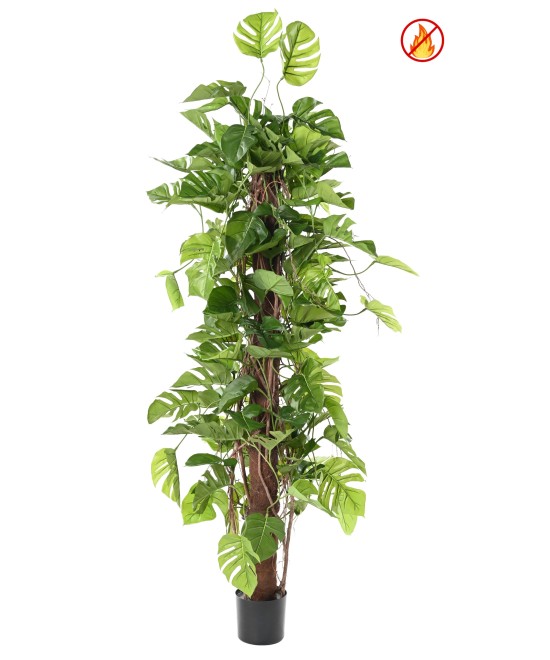 Kunstfilodendron MONSTERA KOOKOSPOOLEL 195 FR - Tulekindel