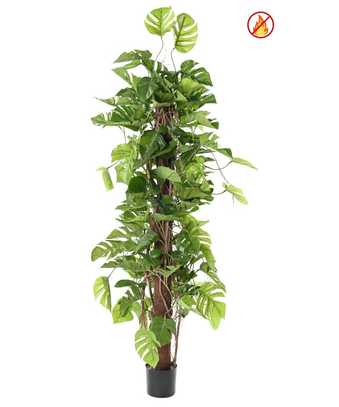 Kunstfilodendron MONSTERA KOOKOSPOOLEL 195 FR - Tulekindel