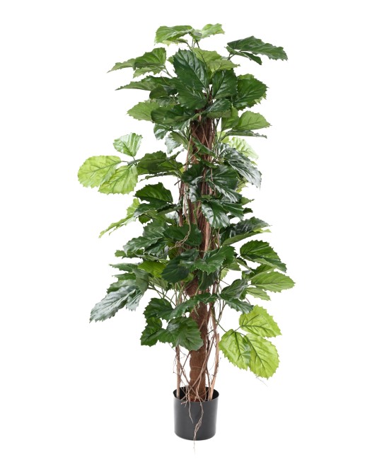 Kunstlik TETRASTIGMA TAIM