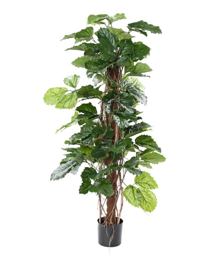 Kunstlik TETRASTIGMA TAIM