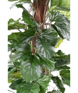 Kunstlik TETRASTIGMA TAIM