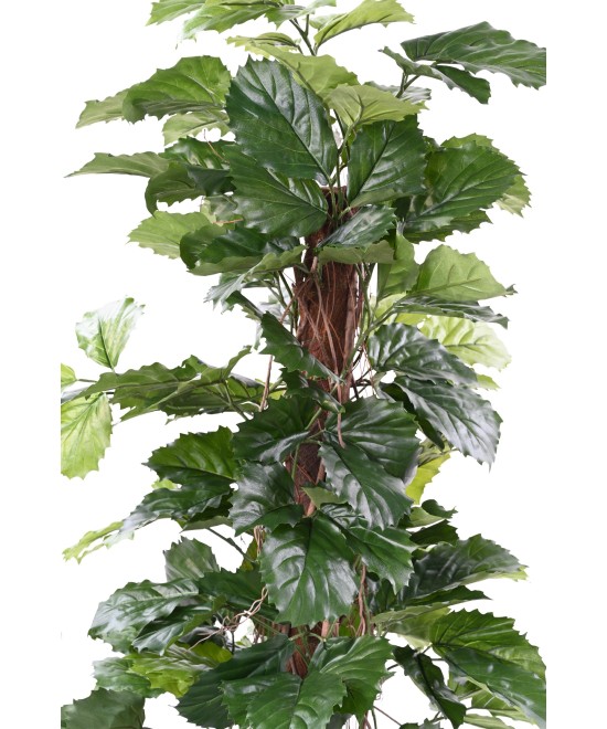 Kunstlik TETRASTIGMA TAIM