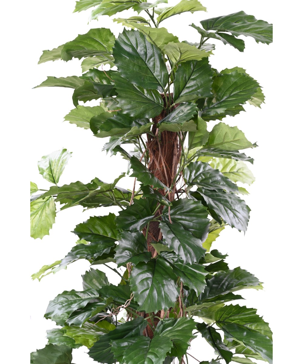 Kunstlik TETRASTIGMA TAIM