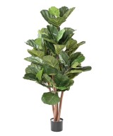 Kunstfikus Lyrata BL