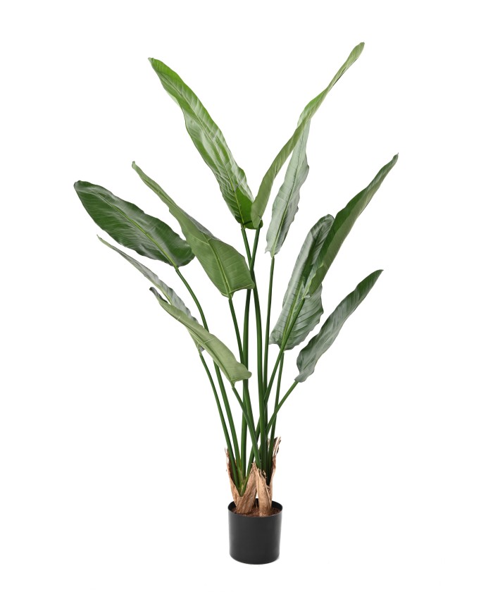 Kunstlik strelitzia Nicolai