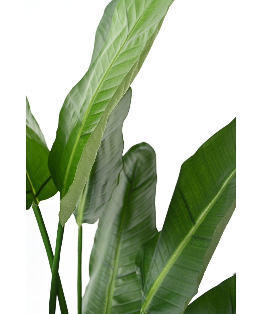 Kunstlik strelitzia Nicolai
