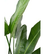 Kunstlik strelitzia Nicolai