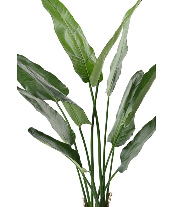 Kunstlik strelitzia Nicolai