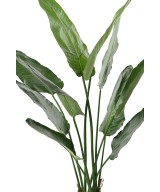 Kunstlik strelitzia Nicolai