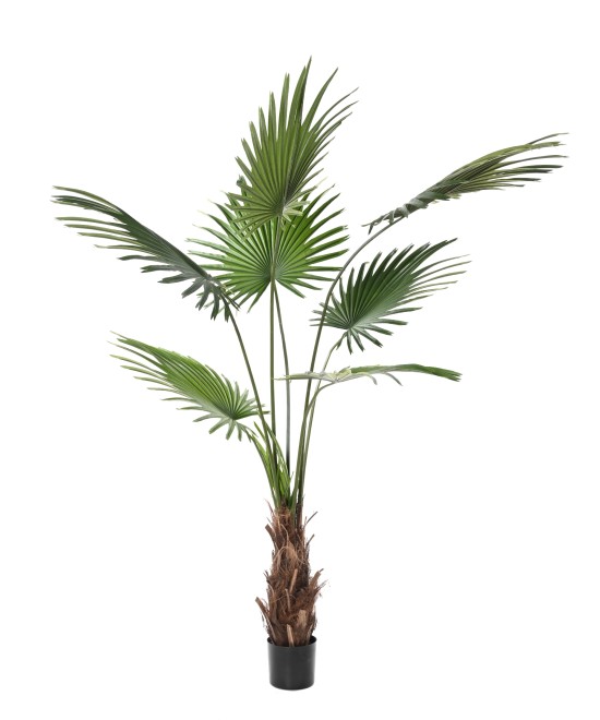 Artificial Livistona Palm tree (Fan Palm)