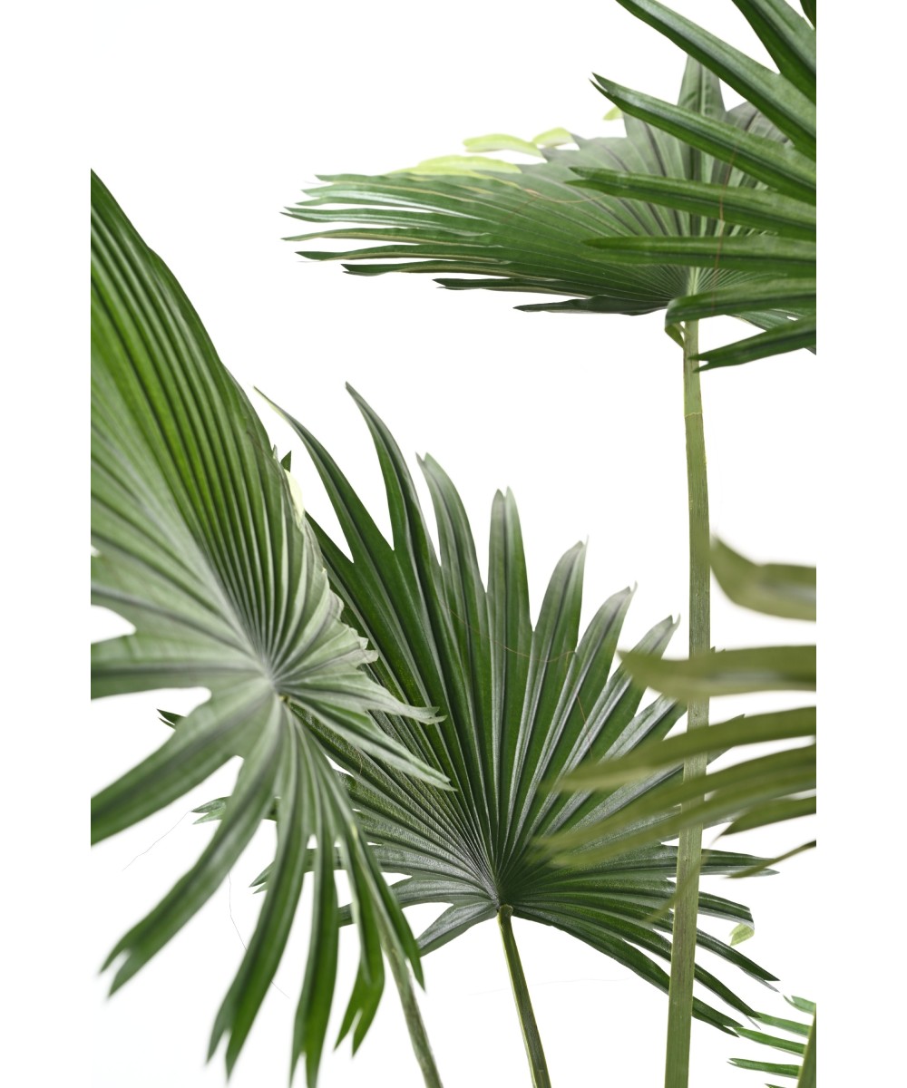 Artificial Livistona Palm tree (Fan Palm)