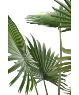 Artificial Livistona Palm tree (Fan Palm)