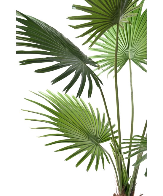 Kunstlik Livistona palmipuu (lehvikpalm)