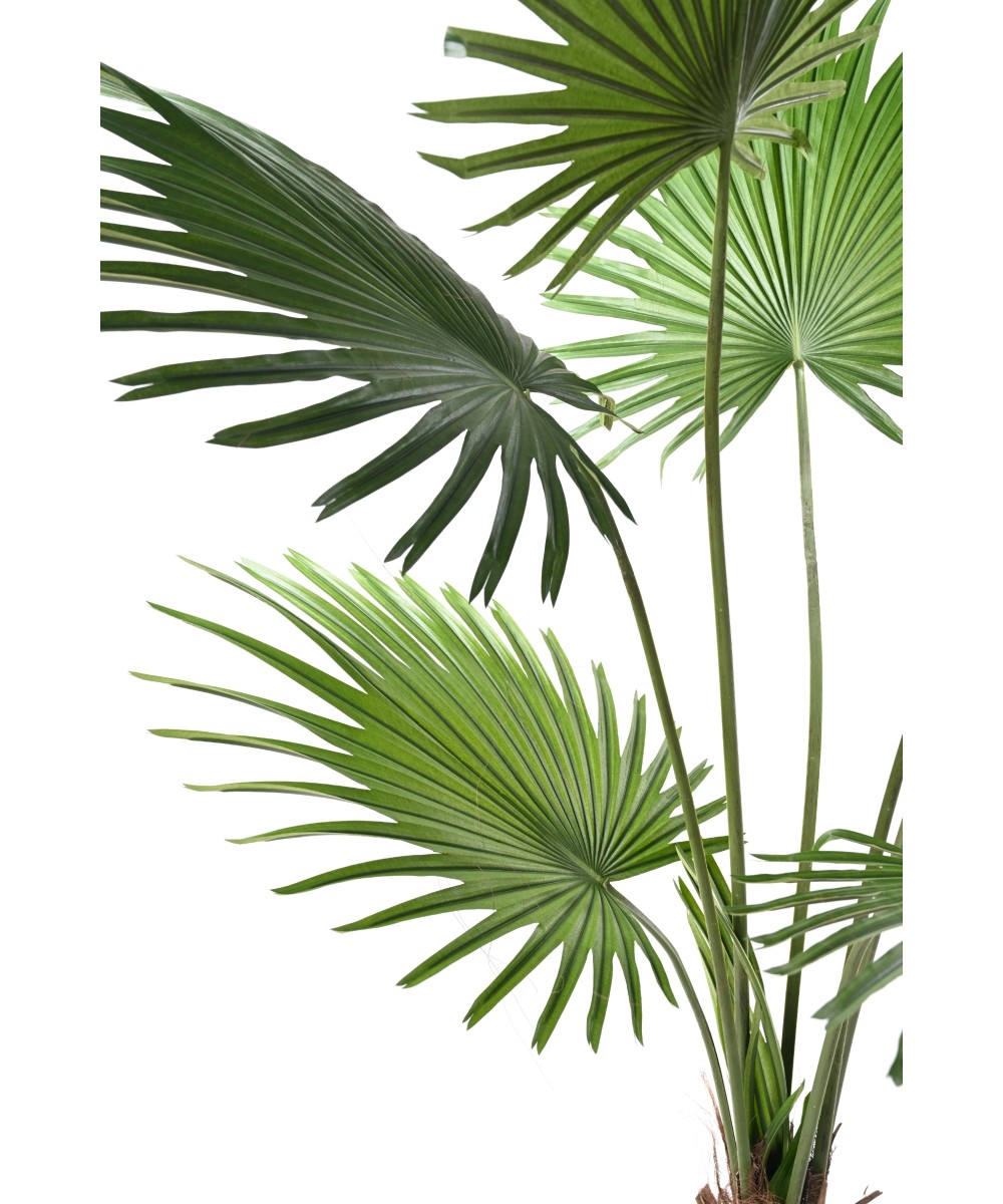 Kunstlik Livistona palmipuu (lehvikpalm)