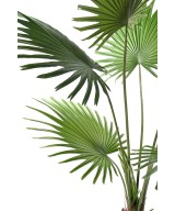 Kunstlik Livistona palmipuu (lehvikpalm)