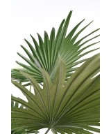 Kunstlik Livistona palmipuu (lehvikpalm)