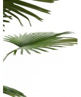 Kunstlik Livistona palmipuu (lehvikpalm)