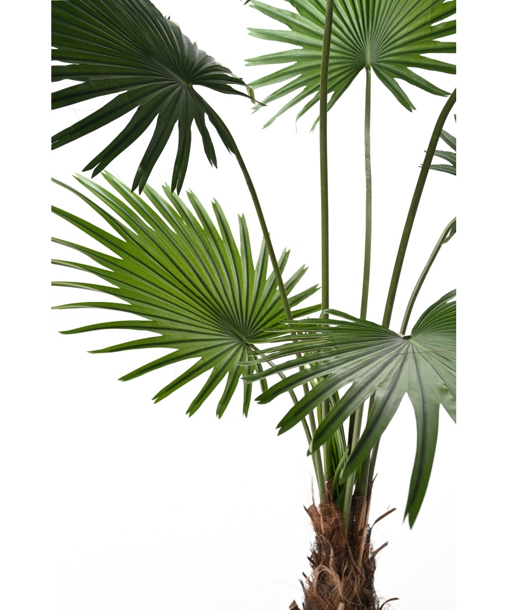 Artificial Livistona Palm tree (Fan Palm)