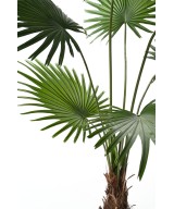 Kunstlik Livistona palmipuu (lehvikpalm)