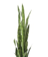 Kunsthavisaba suur 155 cm