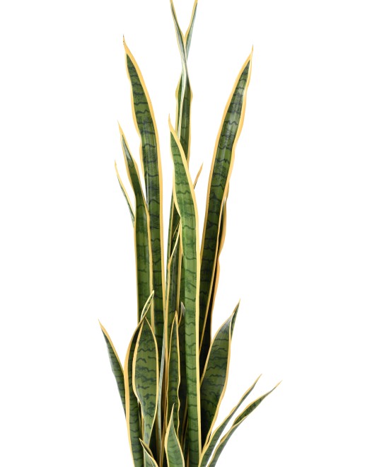 Kunsthavisaba suur 155 cm