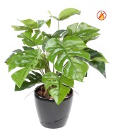 Kunstlik filodendron, monstera, pott FR – tulekindel