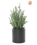 Artificial ROSEMARY 48 FR – Fire Resistant