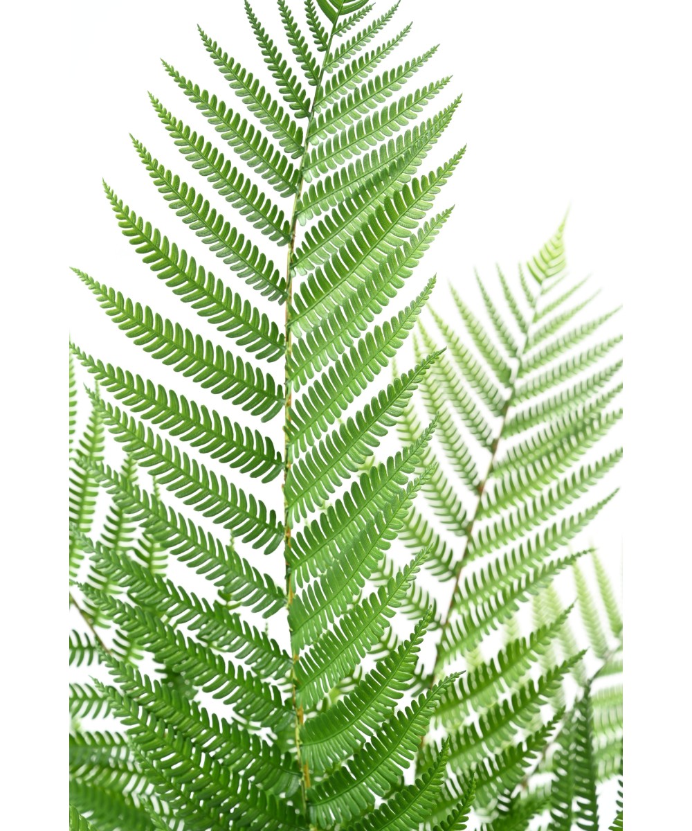 Artificial Royal Alsophila Fern in Pot