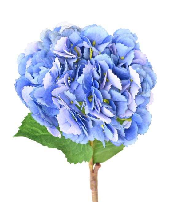 Kunshortensia