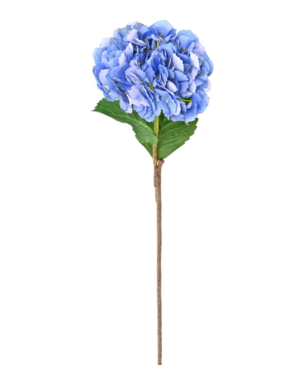 Kunshortensia
