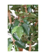 Artificial Ficus SINGLE TRUNK LL