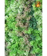 Artificial Green Wall Panel Moss 100 × 100 FR – Fire Resistant