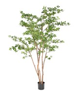 Artificial Ficus Black Olive Oriental 180