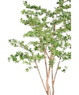 Artificial Ficus Black Olive Oriental 180