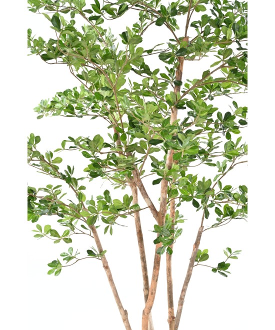 Artificial Ficus Black Olive Oriental 180
