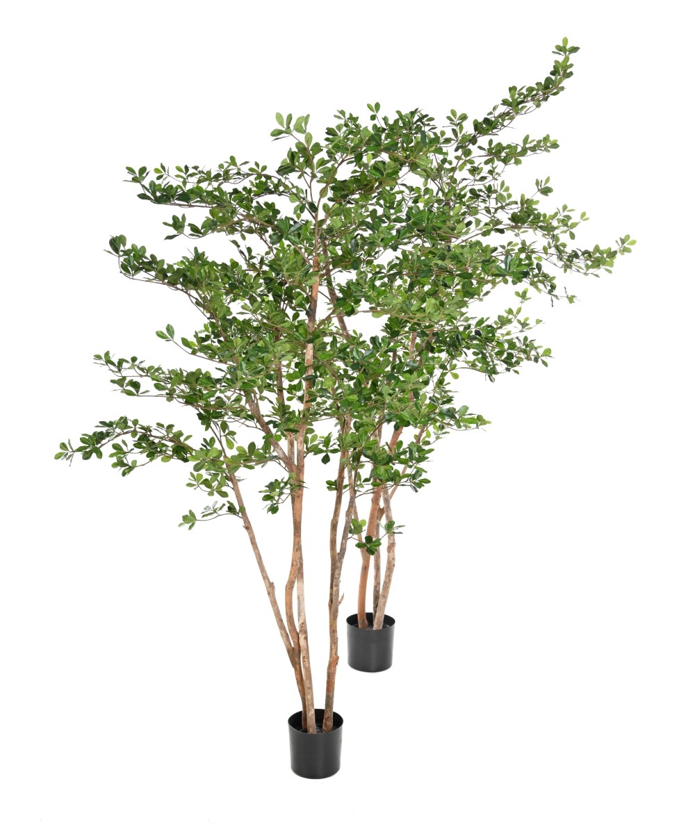 Artificial Ficus Black Olive Oriental 180