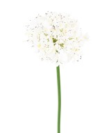 Artificial agapanthus stem