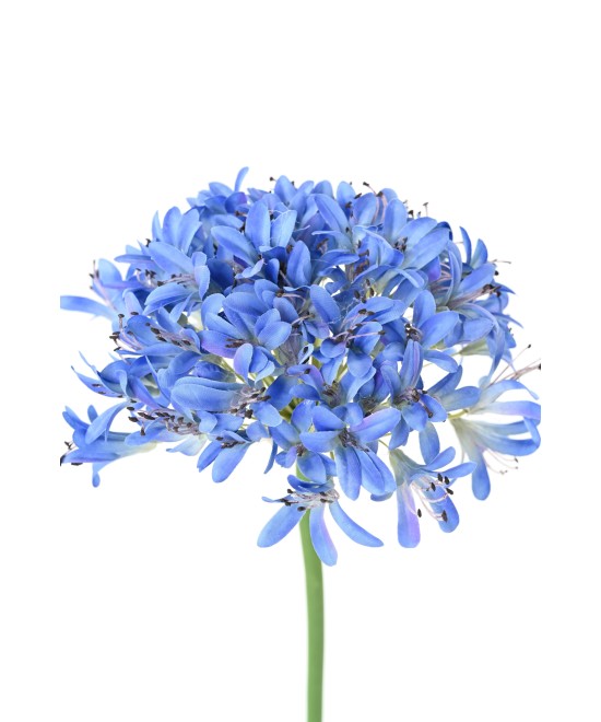 Artificial agapanthus stem