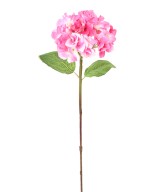 Kunshortensia vars