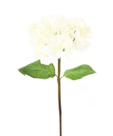 Kunshortensia vars