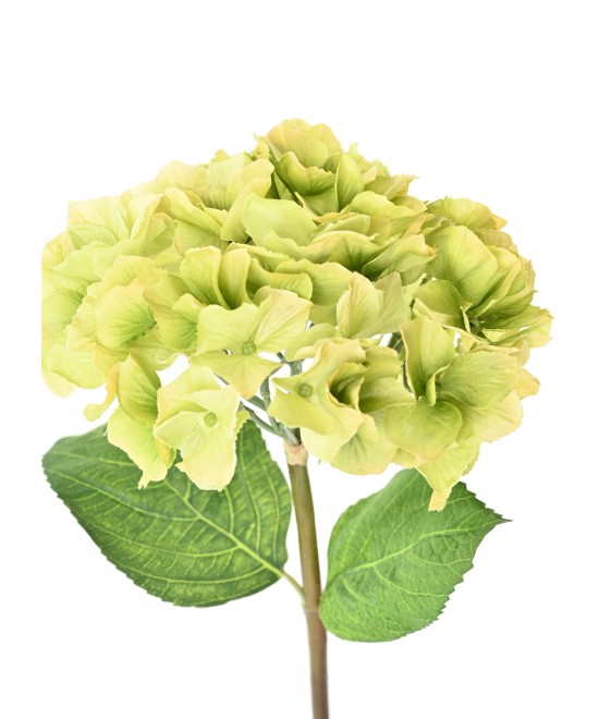 Kunshortensia vars