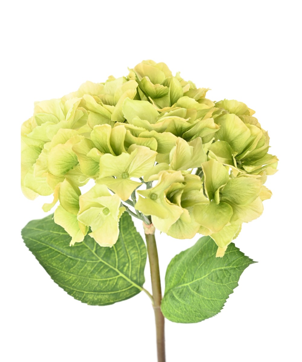 Kunshortensia vars