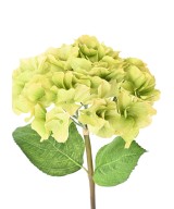 Kunshortensia vars