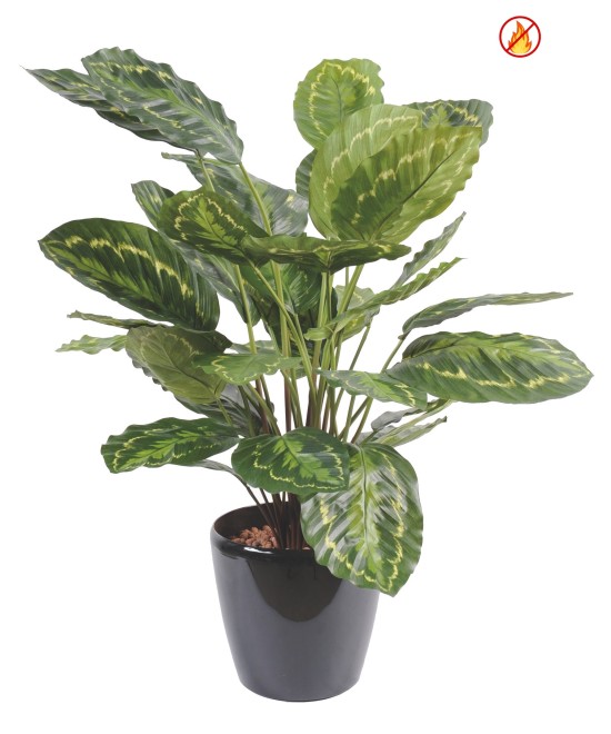 Kunstlik Calathea roseopicta FR - tulekindel
