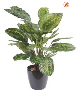 Kunstlik Calathea roseopicta FR - tulekindel