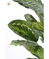 Kunstlik Calathea roseopicta FR - tulekindel
