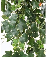 Artificial Gala Ivy 331 FR - Fire Resistant