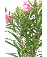 Artificial Laurel flower 75